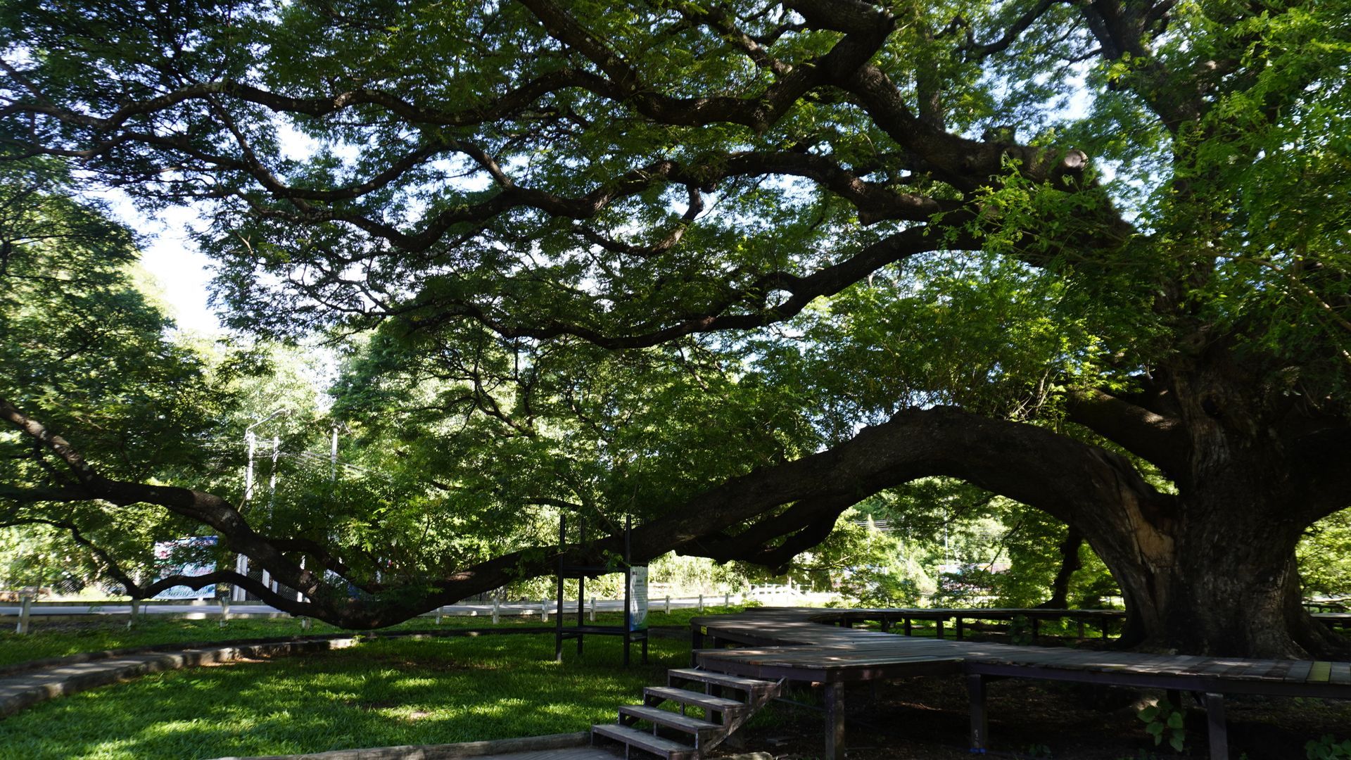 Giant Raintree