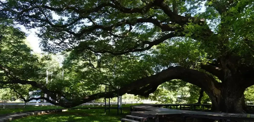 giant-rain-tree-kanchanaburi-thailand-motorcycle-tour-stop