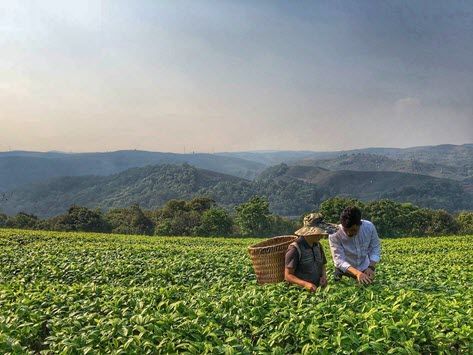 Tea leaves plantation, China 