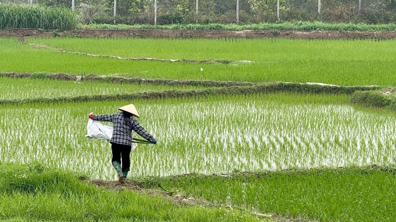rice field and a farmer in vietnam
