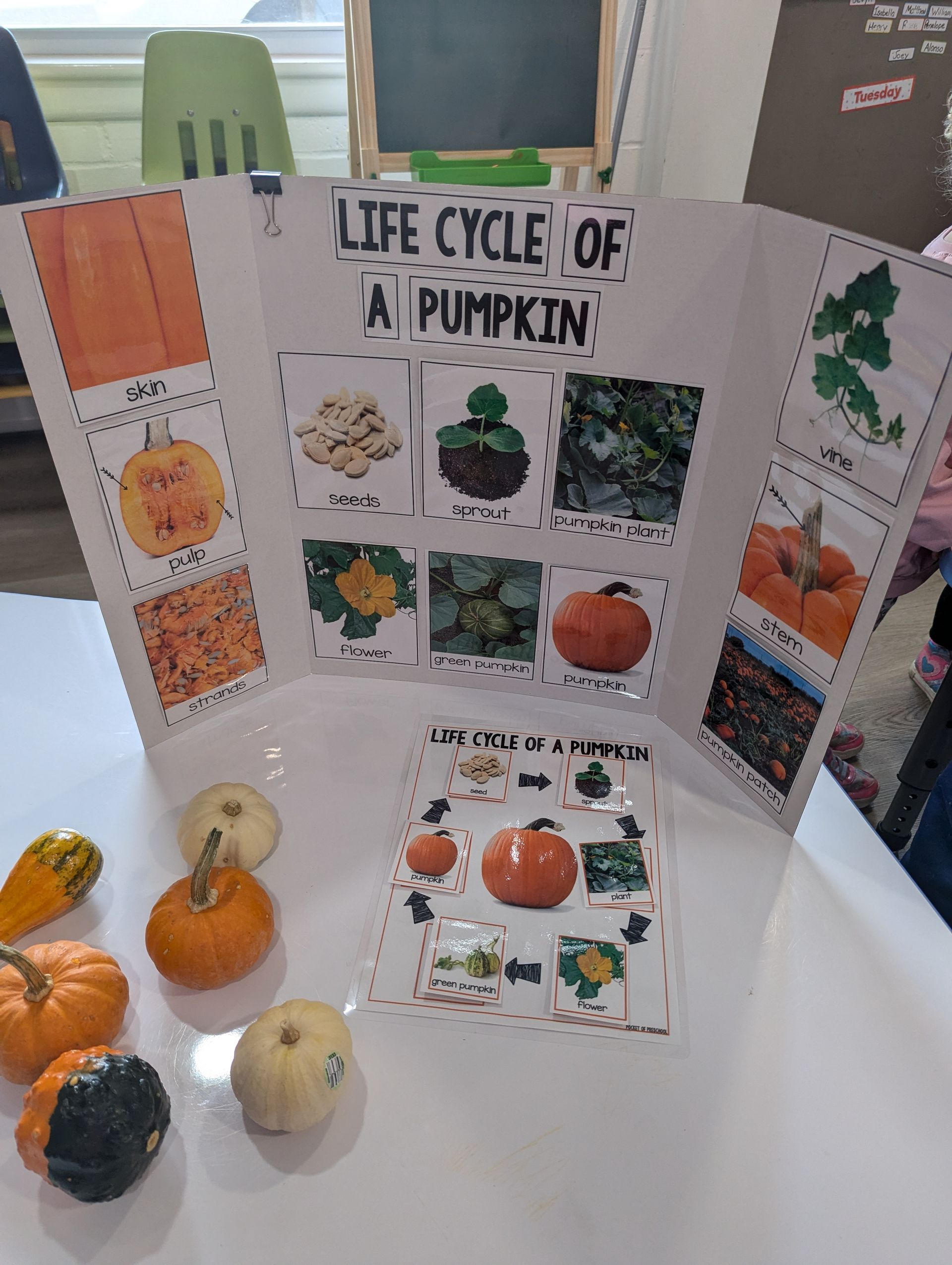 A display of the life cycle of a pumpkin with pumpkins on a table.