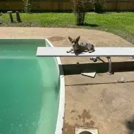 dog sitting on diving board