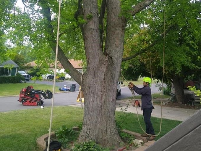 A man is climbing a tree with a rope. A man is climbing a tree with a rope.