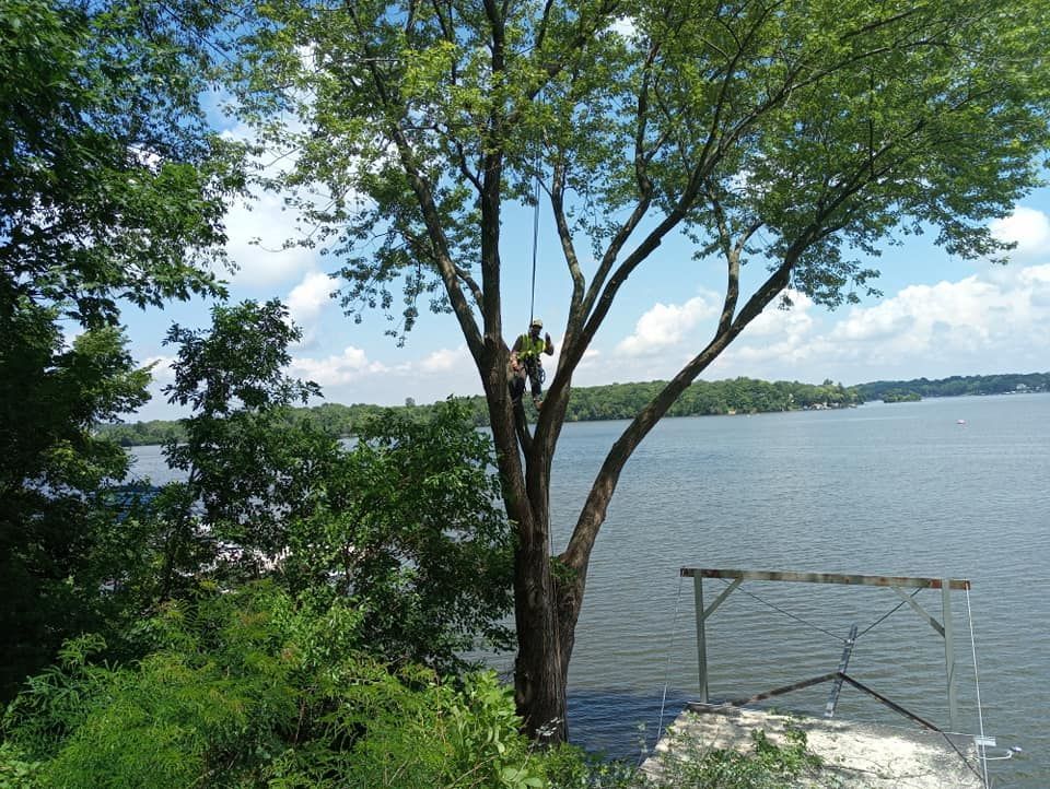 A man is climbing a tree next to a body of water. A man is climbing a tree next to a body of water.