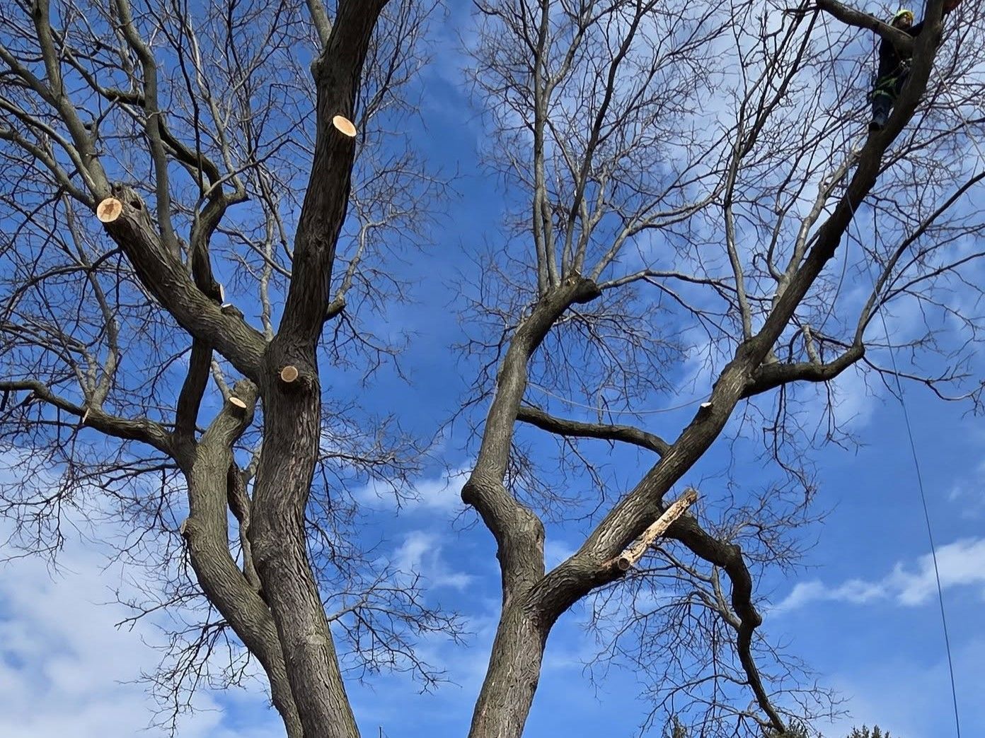 Looking up at a tree with a blue sky in the background. Looking up at a tree with a blue sky in the background.