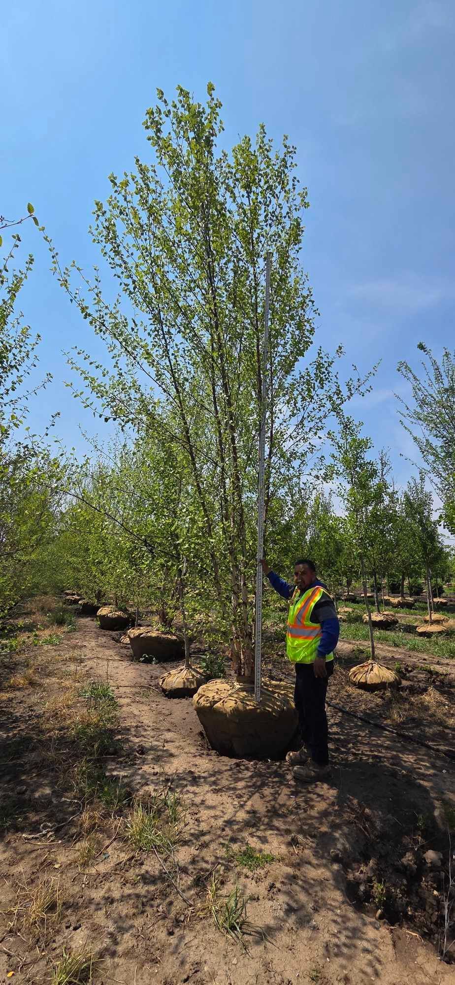 A man in a yellow vest is standing next to a large tree.
