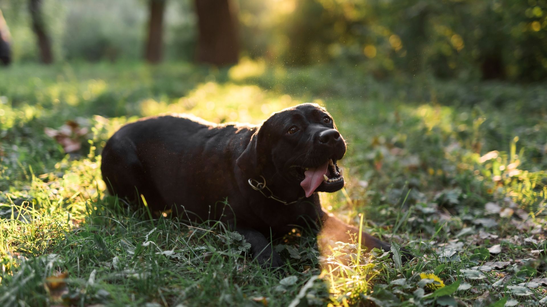 Black dog lying in grass, yawning, with sunlight in the background.