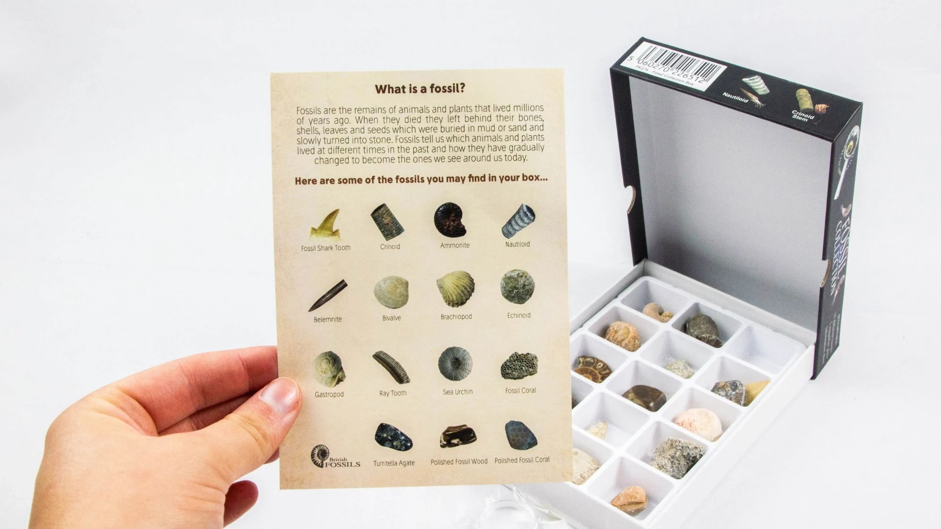 Hand holding a card with images of rocks next to an open box of rocks in individual compartments.