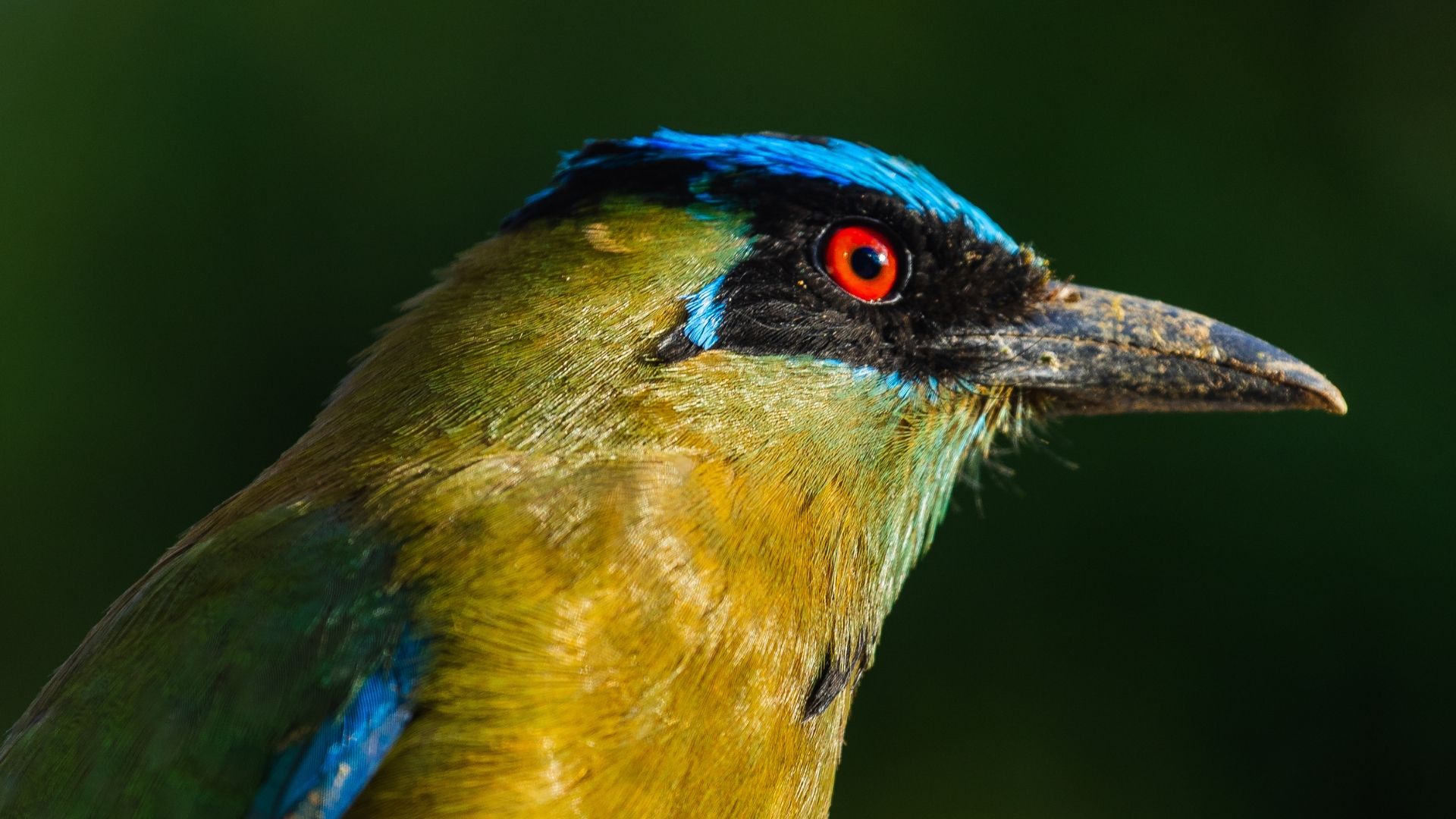 What you've heard is true: birds really are dinosaurs.