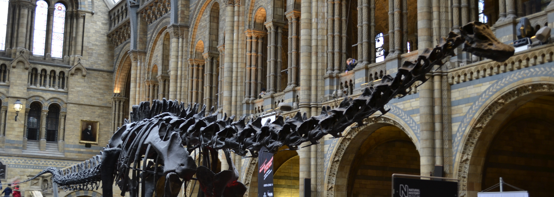 Dinosaur skeleton in a large building with arches, possibly a museum or cathedral.