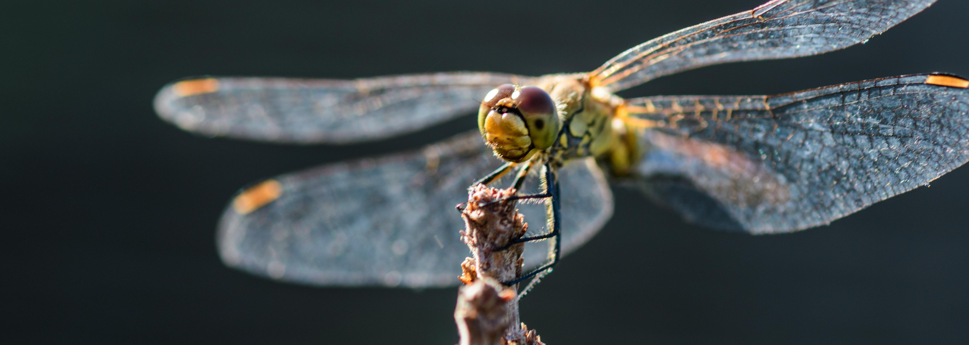 Dragonfly perched on a twig, close-up with wings spread against a dark background.