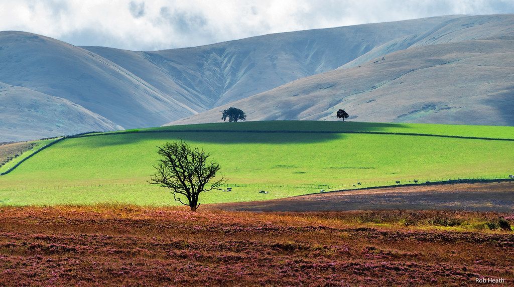 Rolling green and brown hills with sparse trees against a mountainous backdrop on a cloudy day.