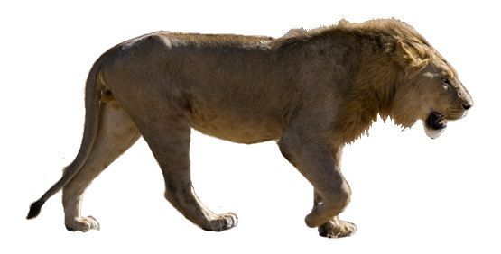 Lion walking, light brown fur, open mouth, outdoors.