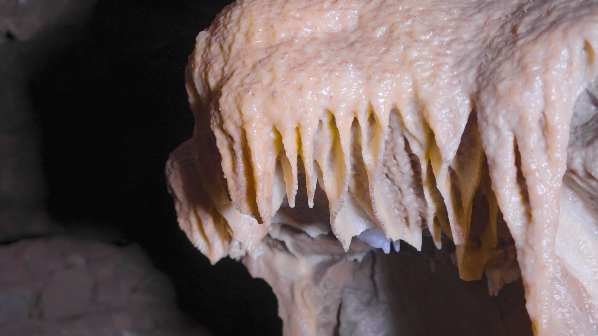 Creamy-colored stalactites hang down from a cave ceiling, contrasting with the dark background.
