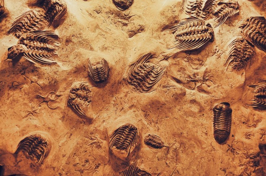 Fossilized trilobites embedded in light brown rock, visible in various sizes and orientations.