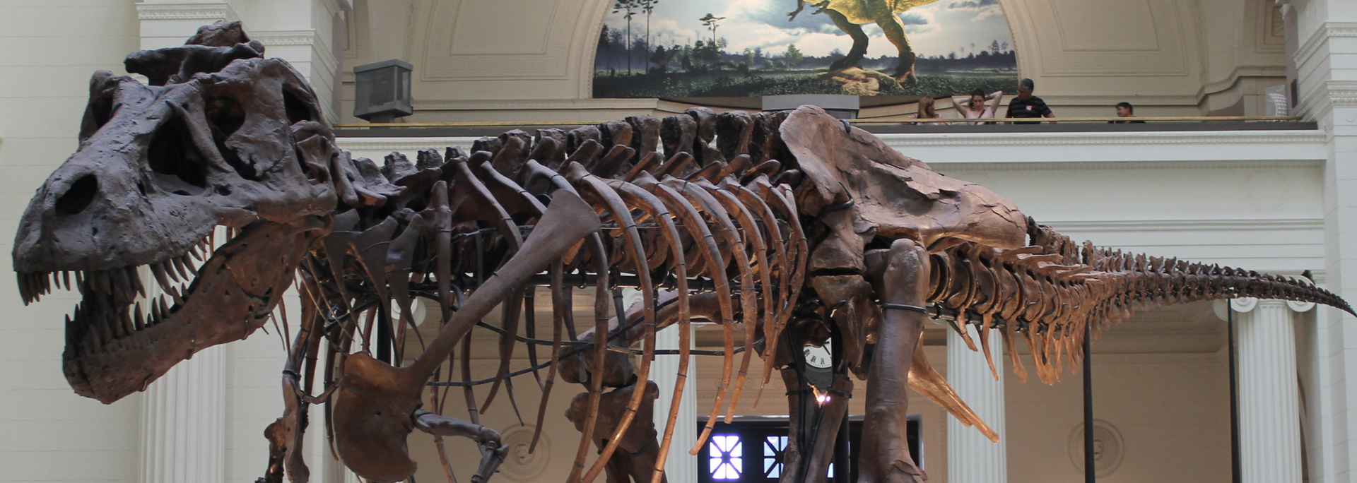 Skeletal remains of a Tyrannosaurus Rex in a museum setting, displayed against a mural backdrop.