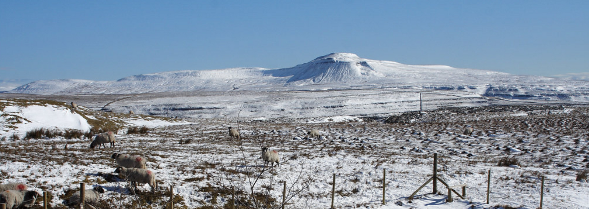 Snowy mountain landscape under a clear blue sky, with a herd of llamas grazing in the foreground.