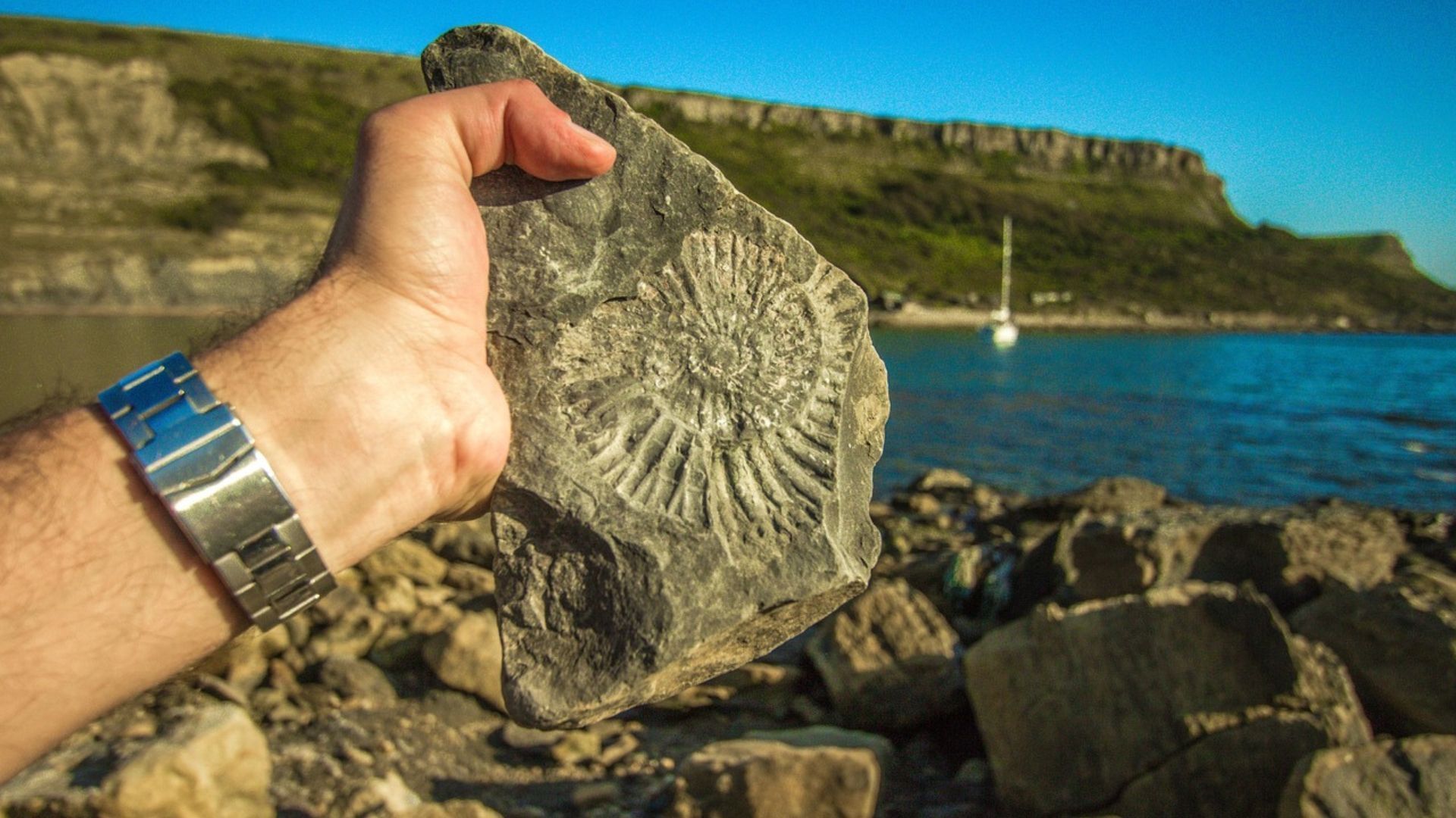 Hand holding a rock with a fossilized spiral shape, beach and cliffs in the background.
