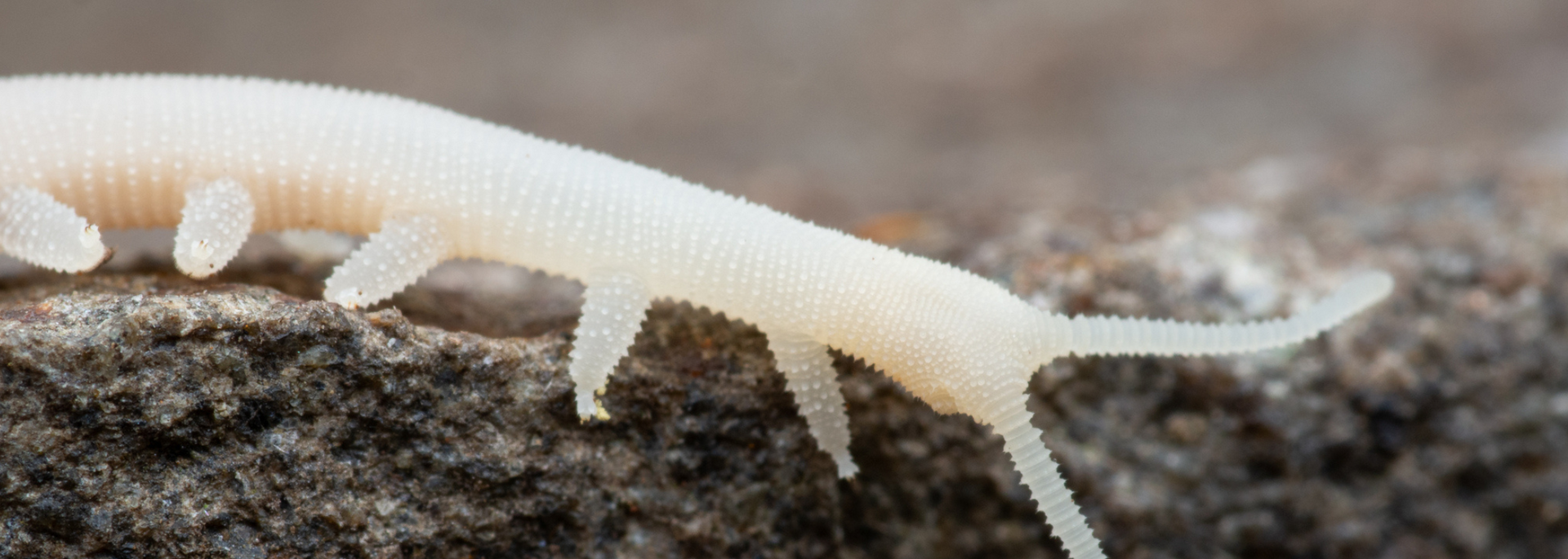 A pale, segmented, worm-like creature with visible legs crawling on a rough surface.