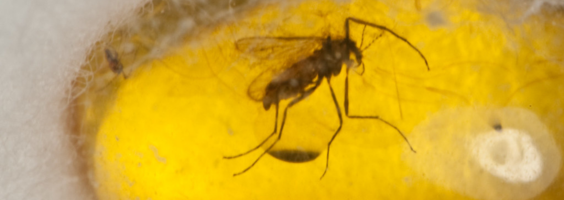 A mosquito trapped in amber. The insect is brown with long legs, against a yellow backdrop.