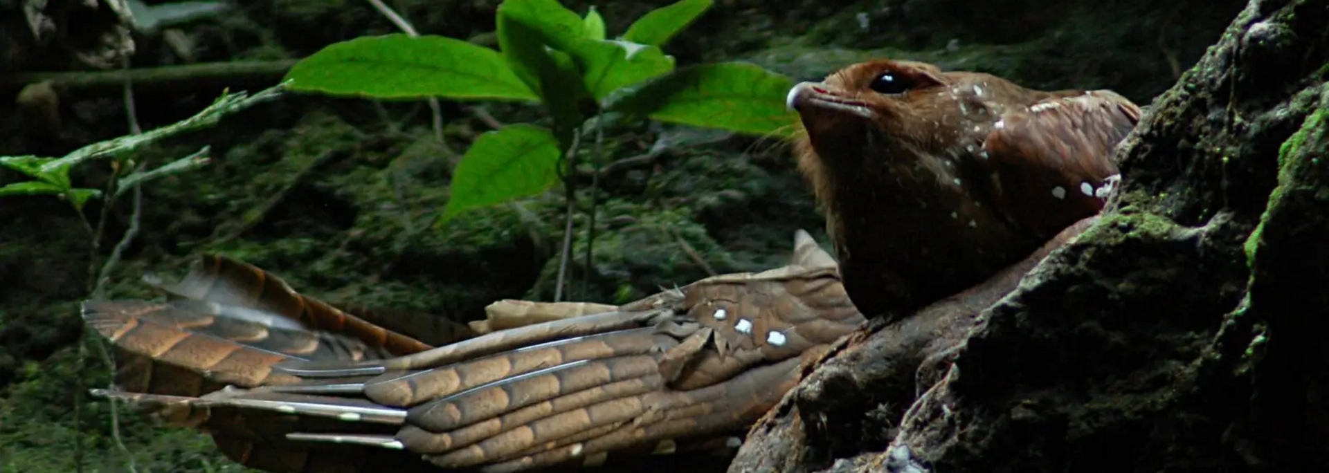A brown frogmouth bird perched on a mossy branch, camouflaged in a lush, green forest environment.