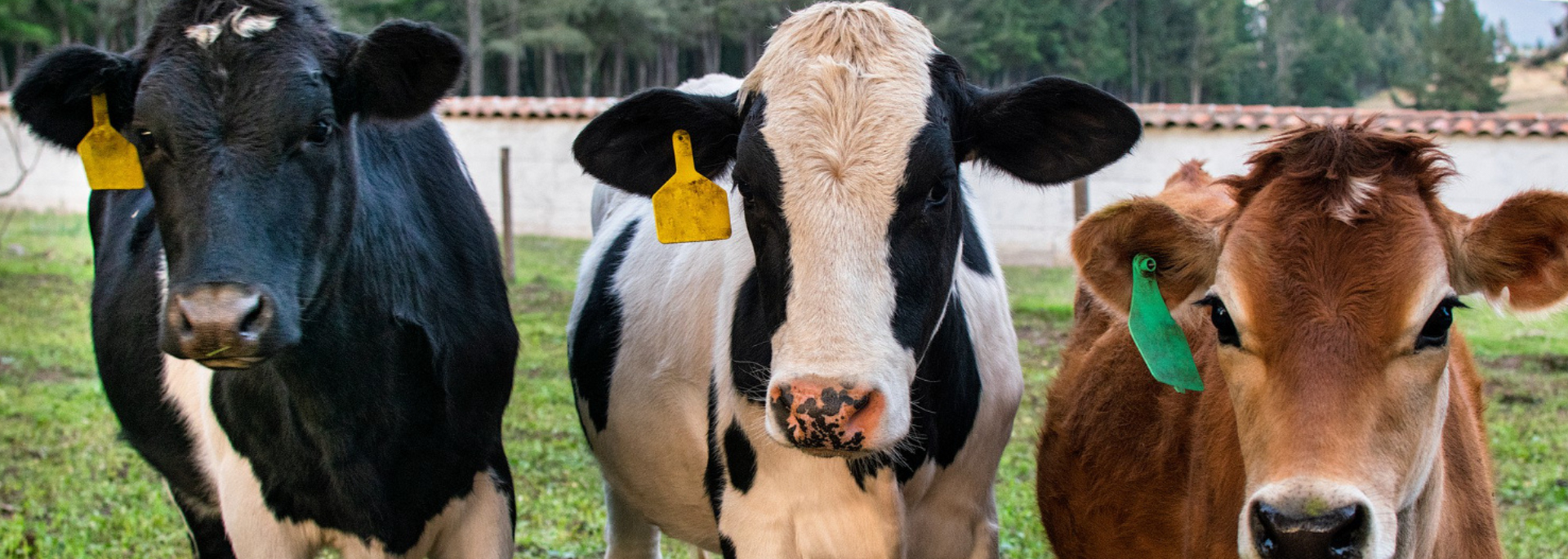 Three cows of different colors standing in a green field.