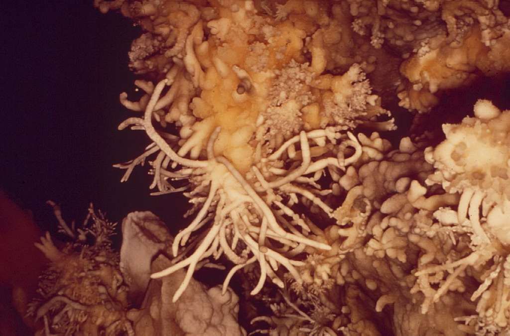 White, branch-like structures against a beige, porous background, possibly in a cave environment.