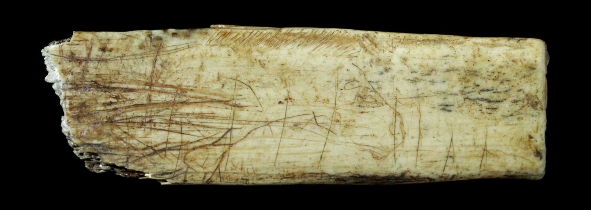 An ivory fragment with etchings of an animal, likely prehistoric.