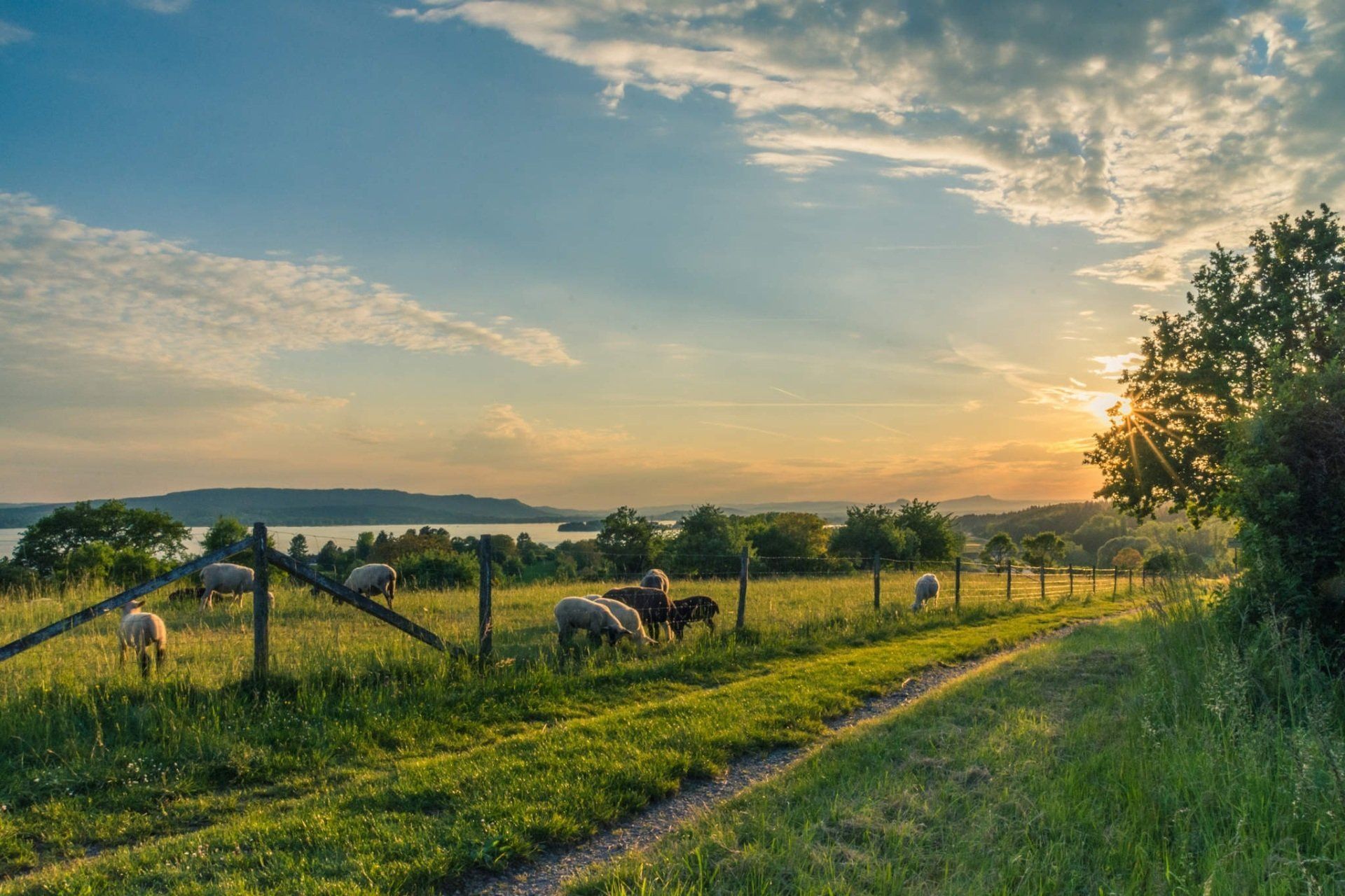 Sheep graze in a grassy field, fenced in, with a sunset over a lake and hills in the background.