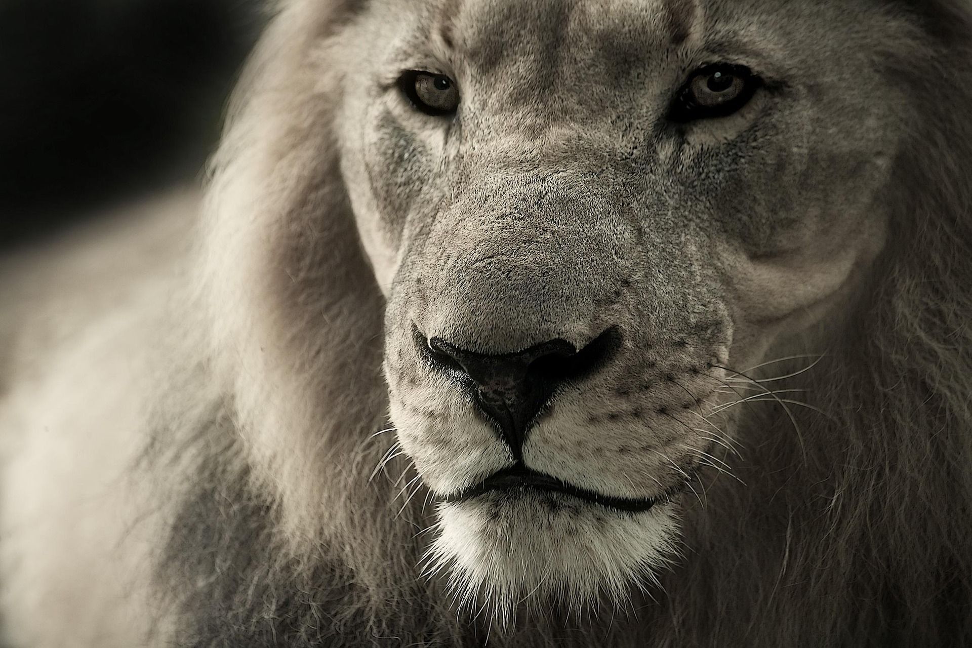 Close-up of a lion's face, focused gaze. Pale mane, detailed fur texture.
