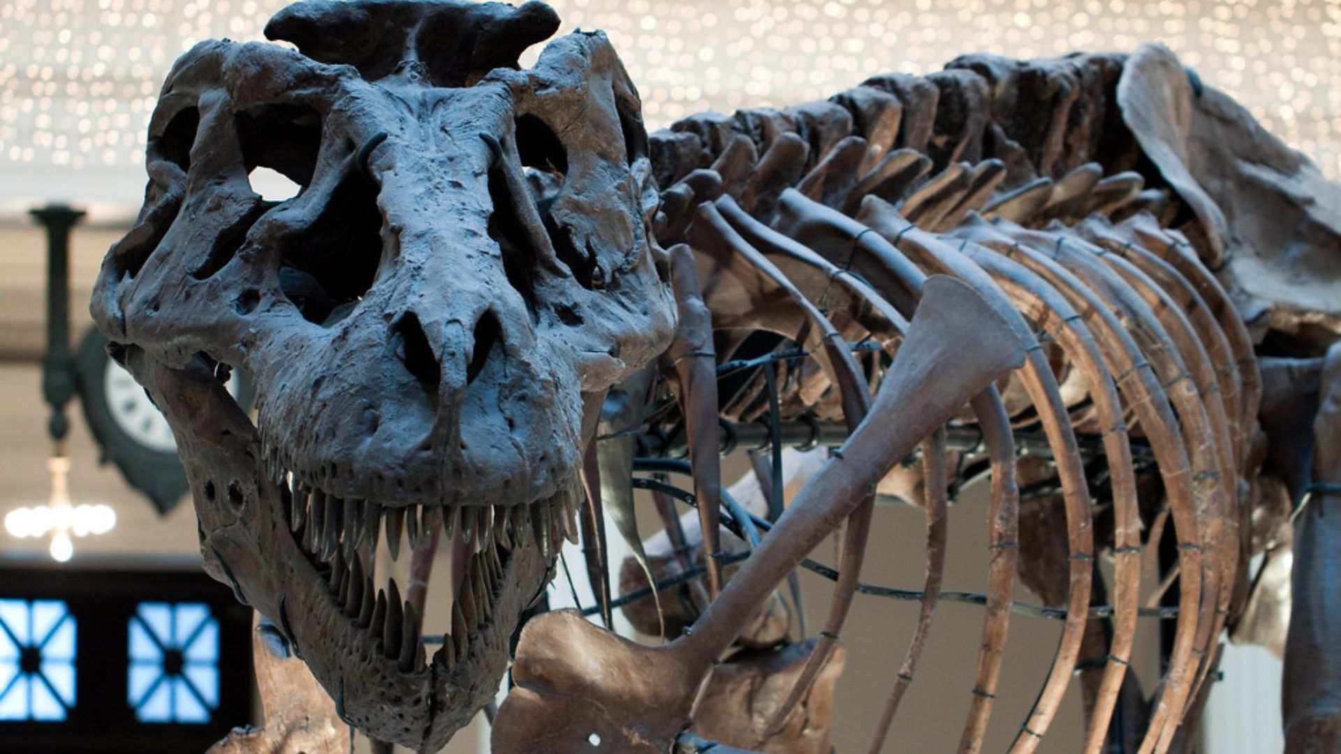 Tyrannosaurus rex skeleton in a museum, displaying large skull, teeth, and rib cage.