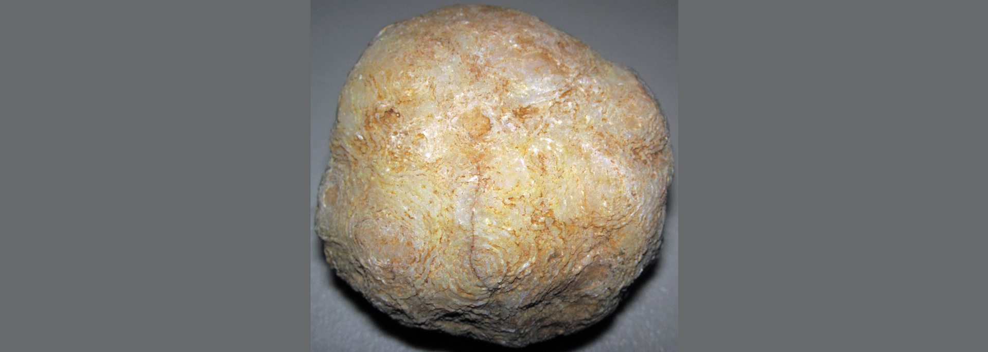 A close-up of a light brown, oval-shaped object with a textured surface, possibly a seed or stone.