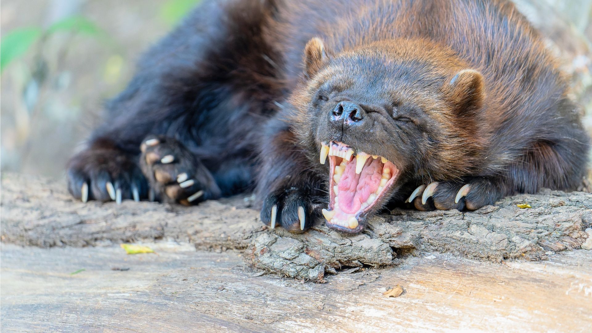Wolverine yawns, showing sharp teeth. Brown fur, large paws, and open mouth in a natural setting.