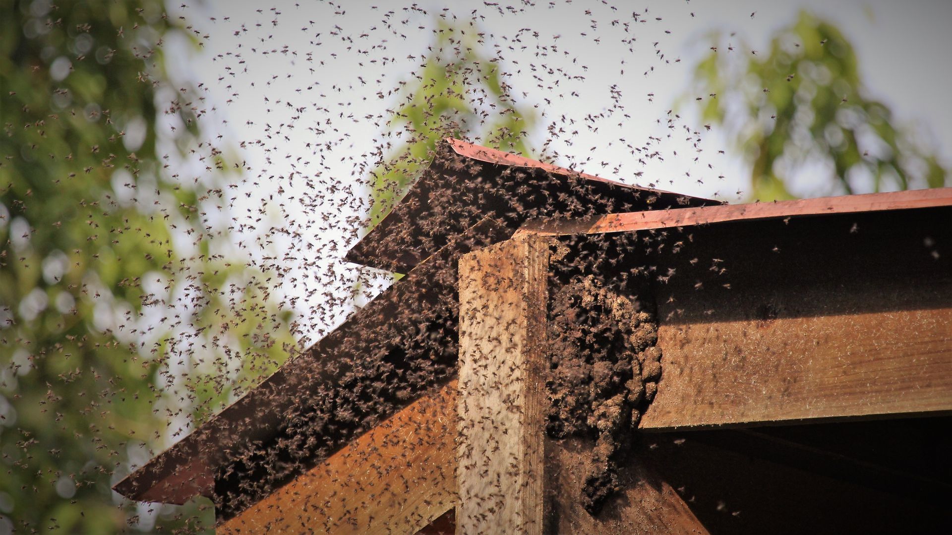 Swarm of small insects flying near a wooden structure with a red roof.