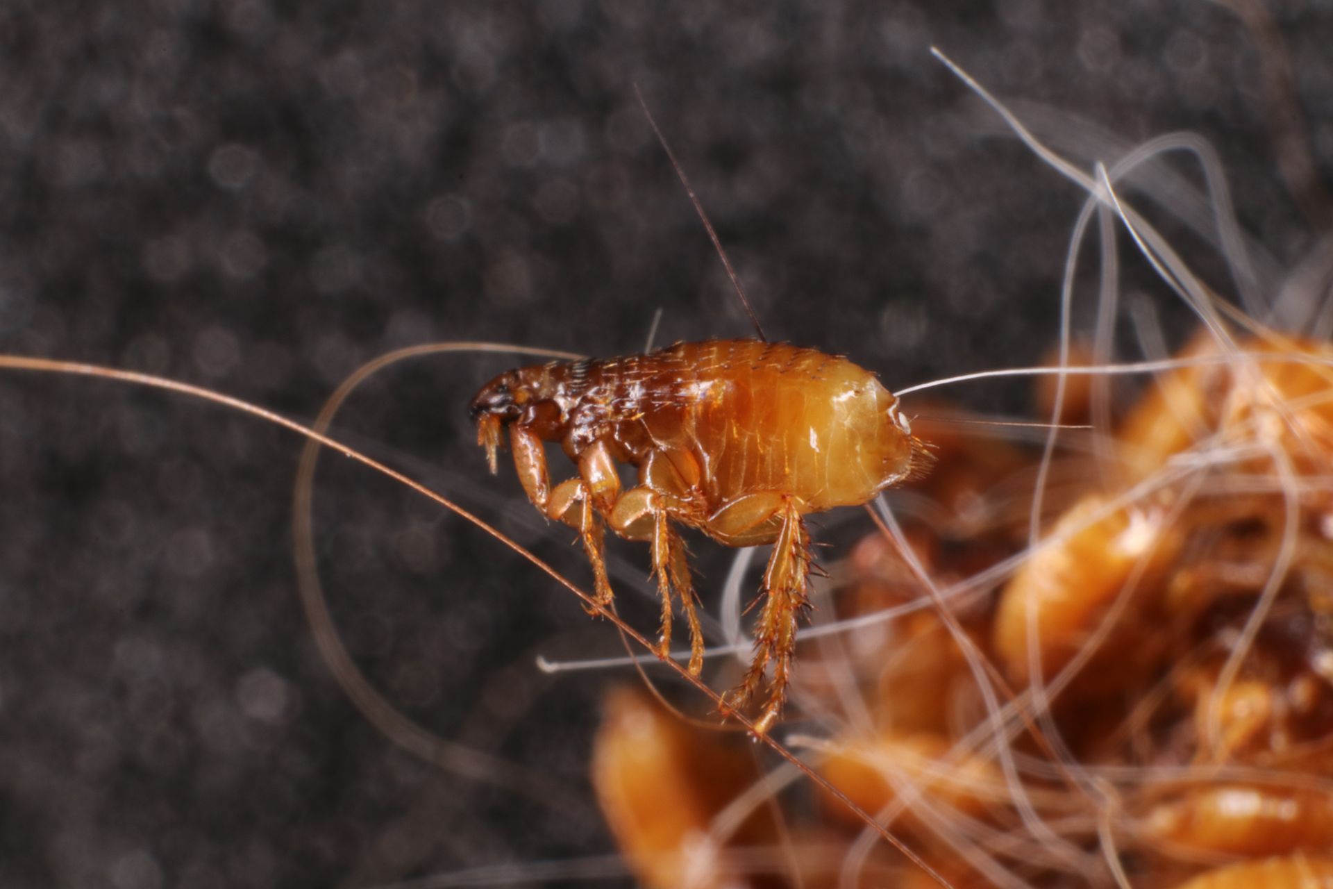 Close-up of a brown flea with spiky legs and mouthparts amidst tan fibers.