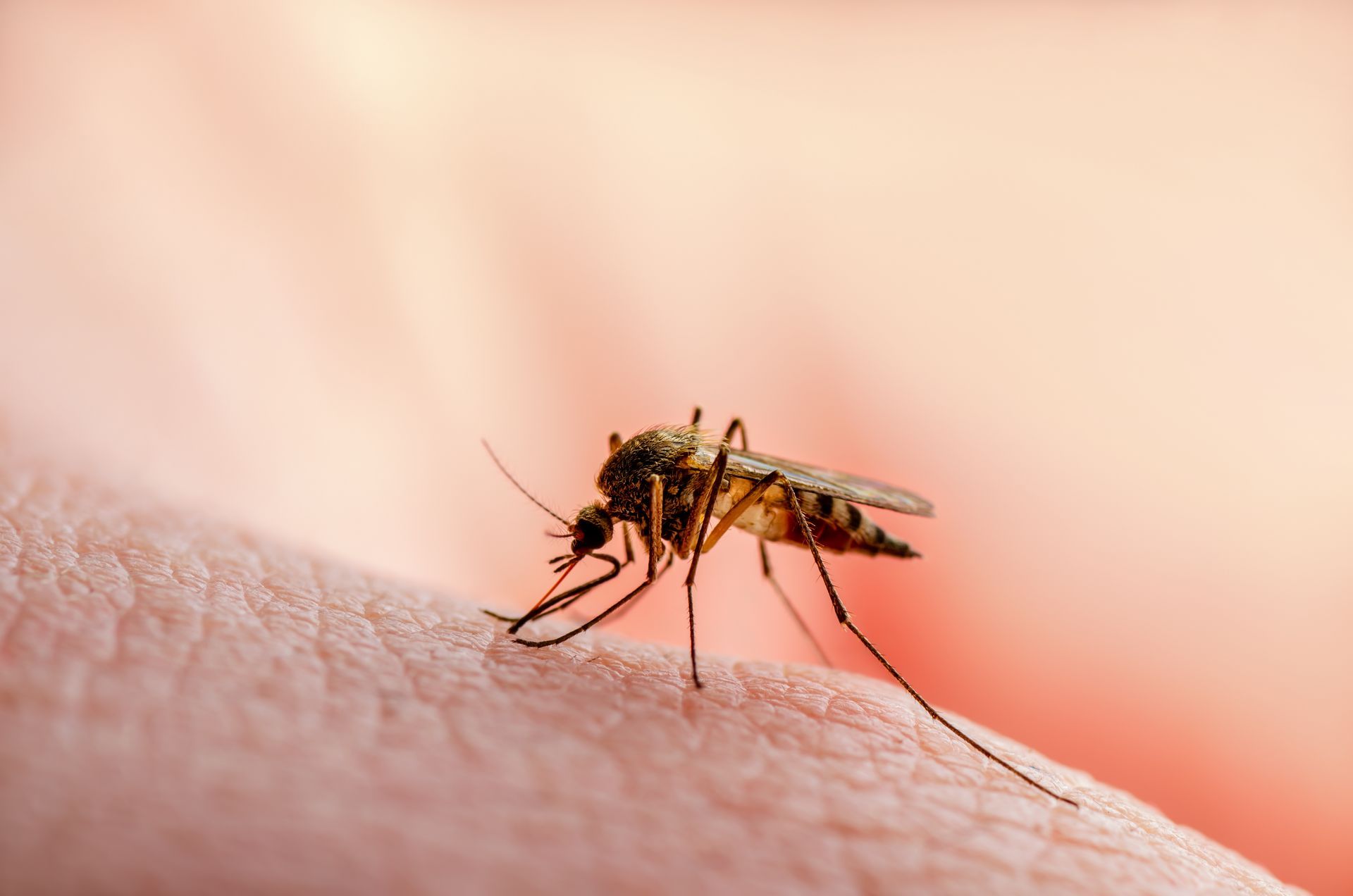 Mosquito feeding on human skin, pinkish background.