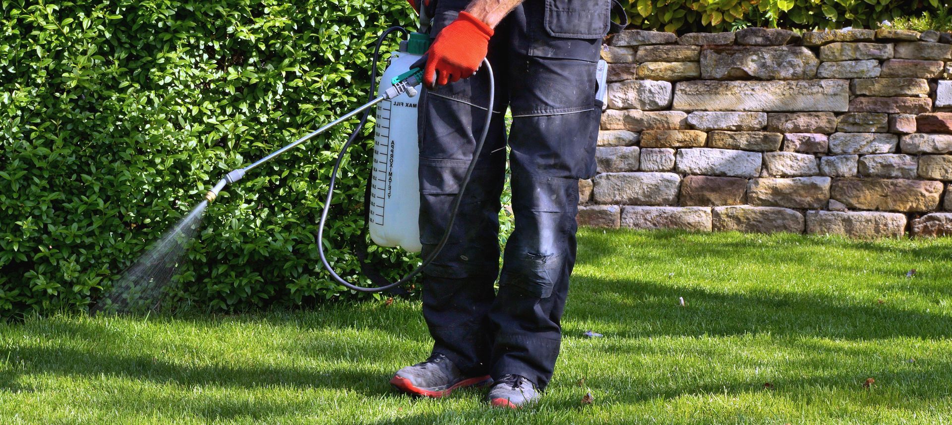 Person spraying a lawn with a garden sprayer. Green grass, shrubs, and a stone wall are in the background.