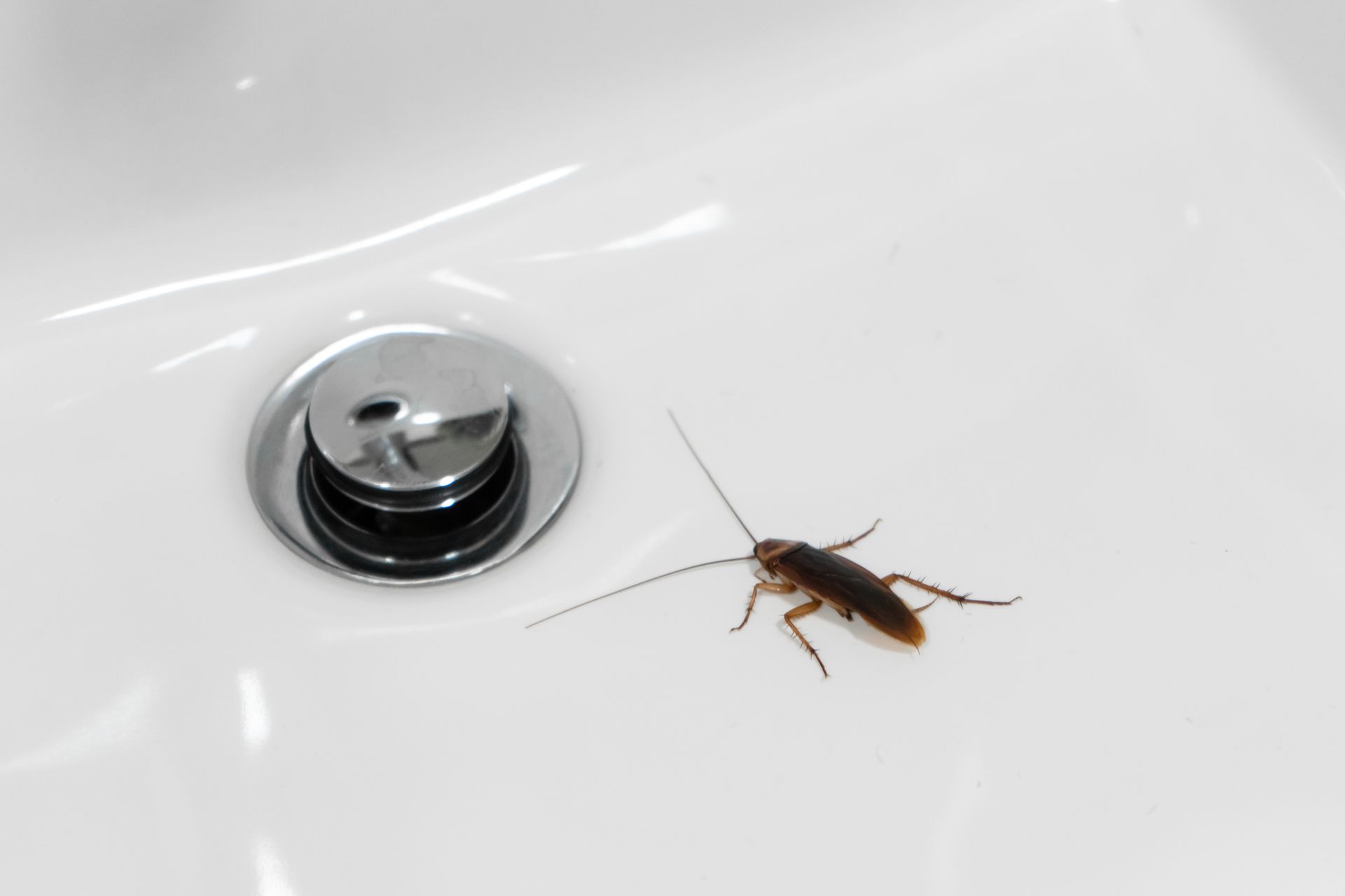 Cockroach on a white bathroom sink next to the drain.