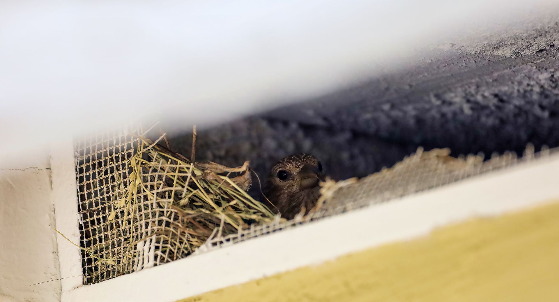 Bird in a nest built in a sheltered area, behind a metal screen.