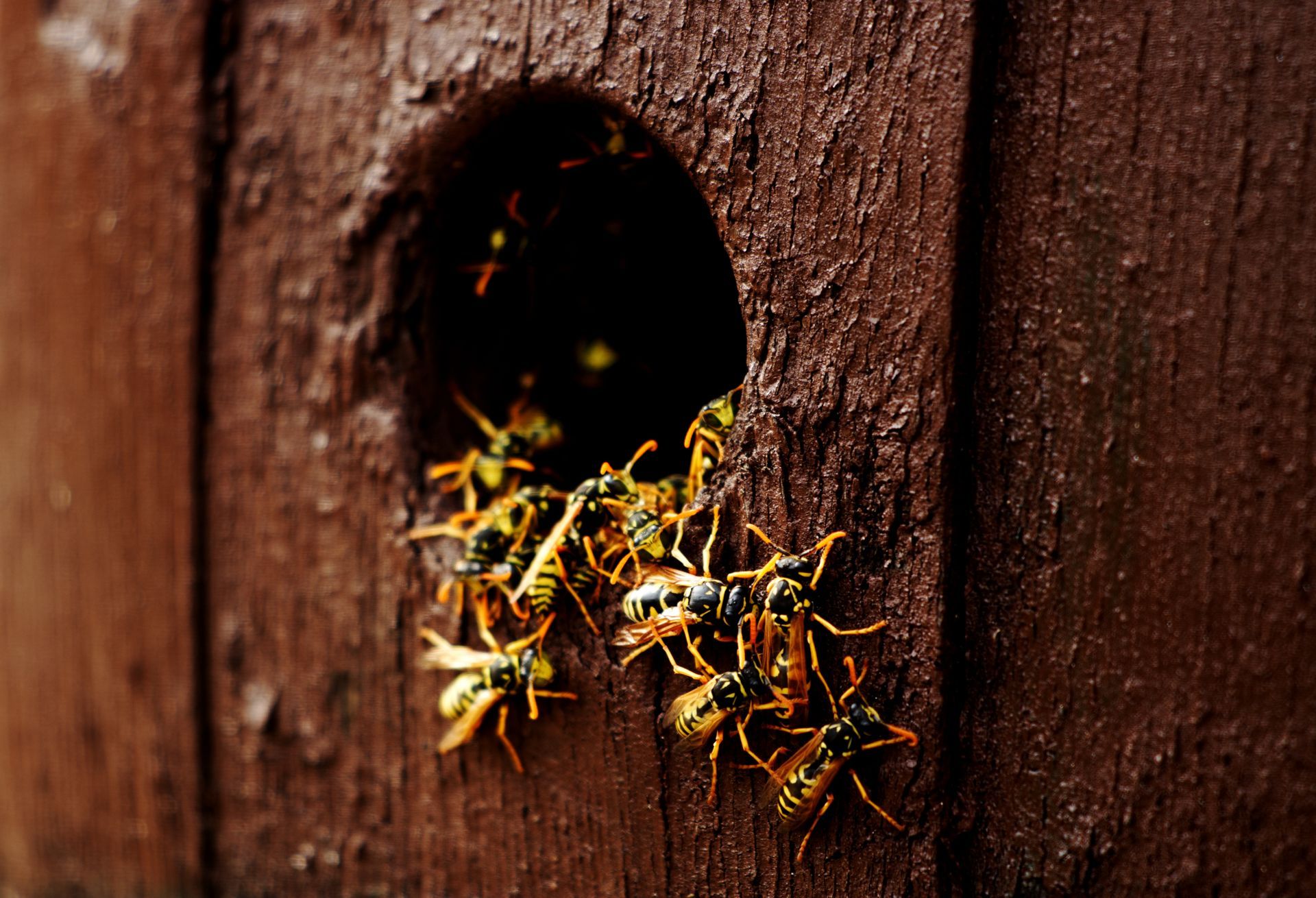 Wasps swarming around the entrance of a wooden nest.