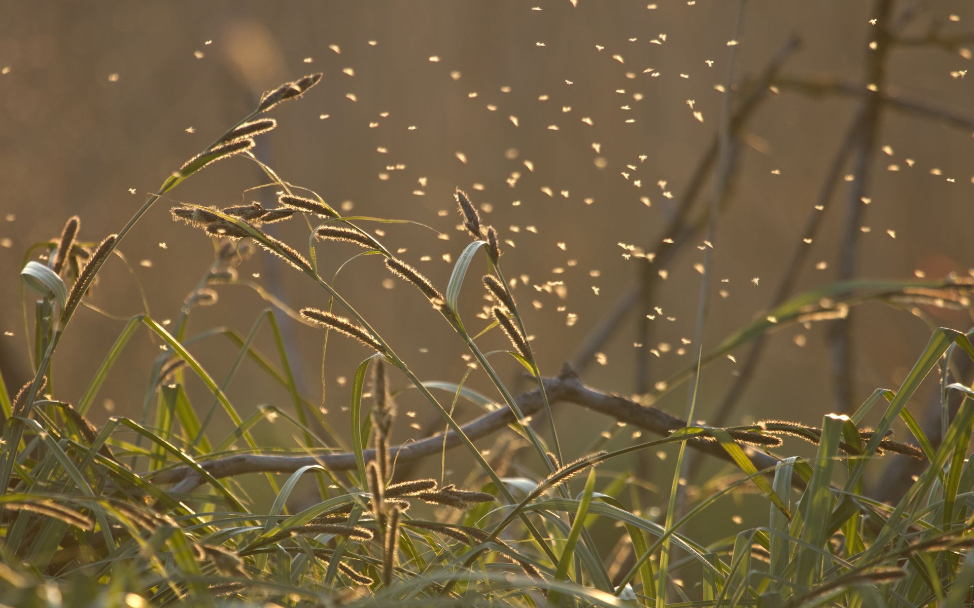 Grass with a swarm of small insects, illuminated by sunlight.