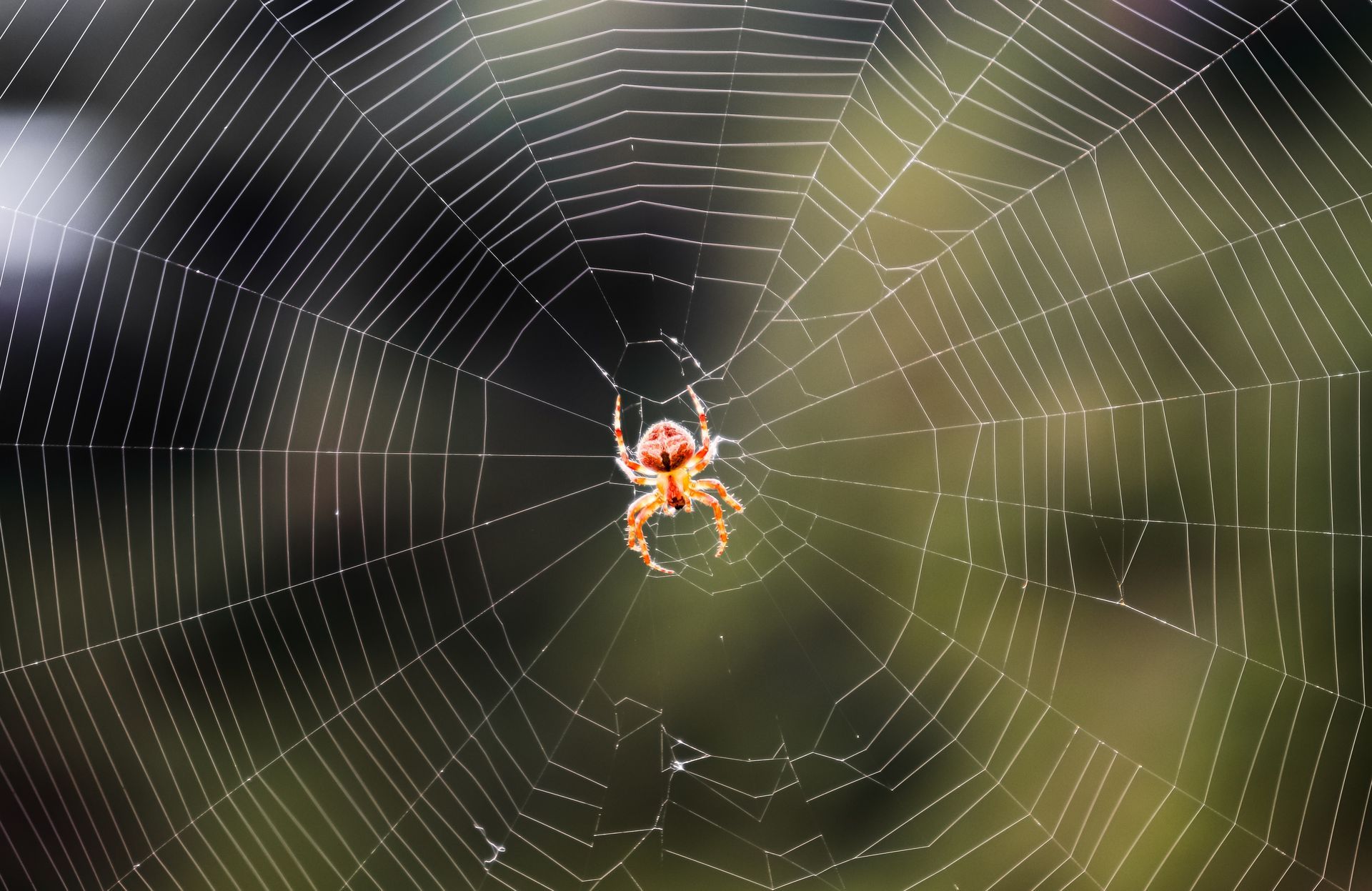 Spider in center of web, light brown and tan, web glistening against blurred green background.