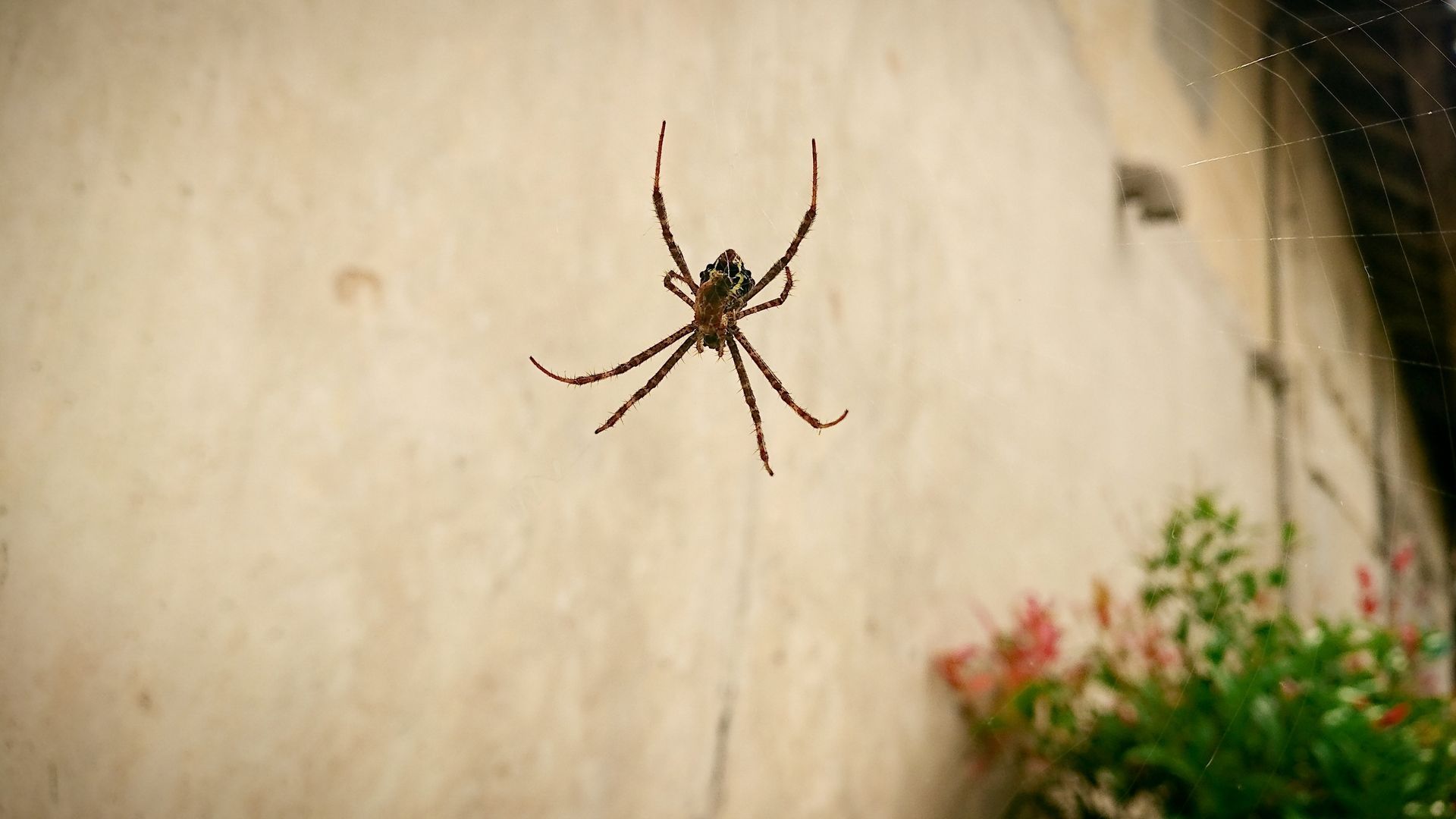 Spider suspended in a web in front of a light beige wall, with green foliage and pink flowers in the foreground.
