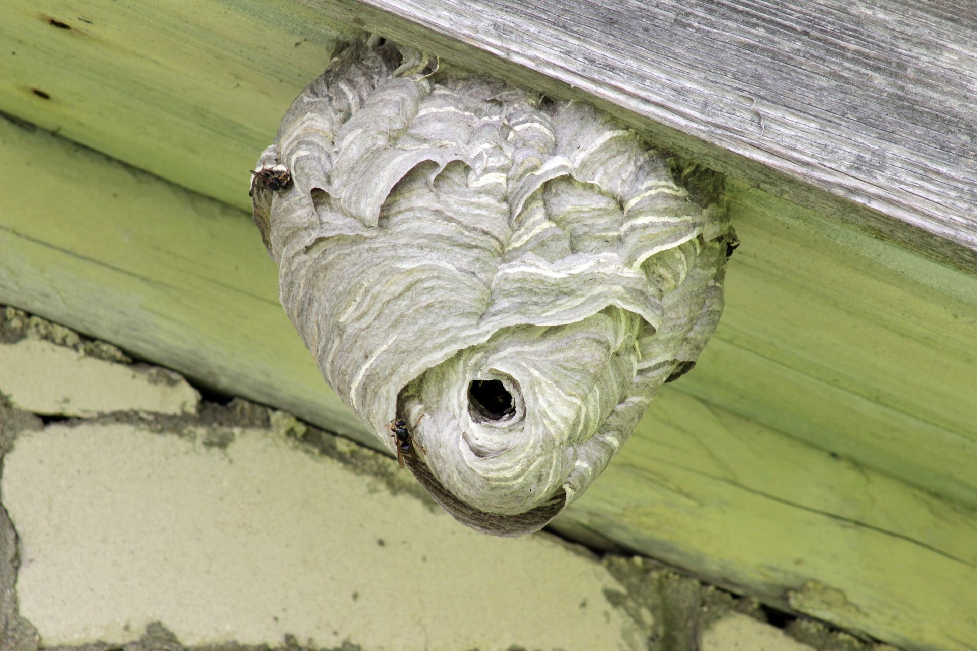 Grey paper wasp nest hanging under a wooden eave, with a visible entrance hole.
