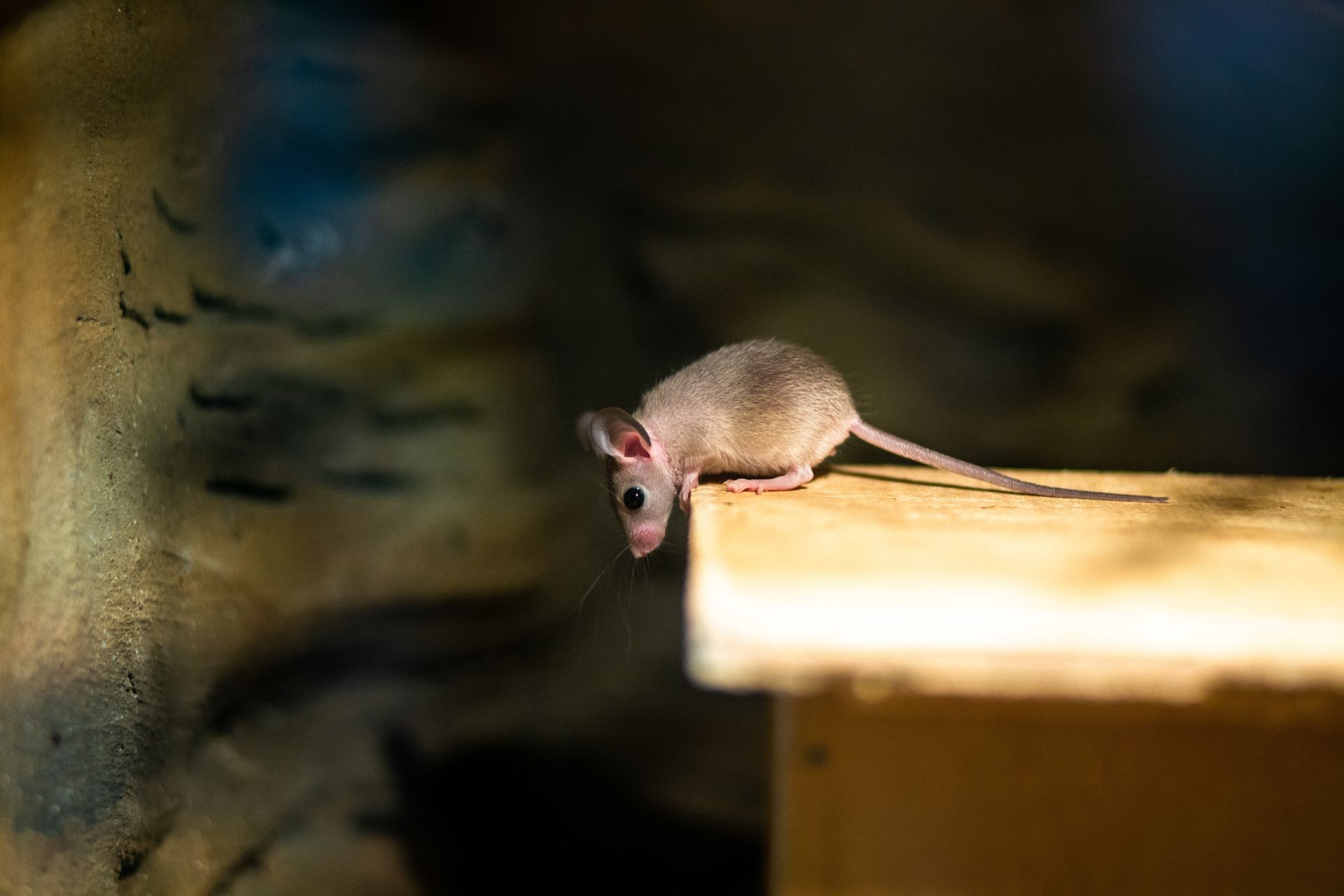 A small tan mouse peers off a wooden ledge, dark background.