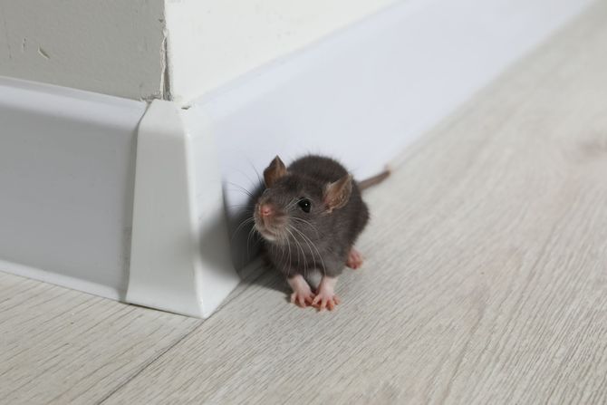 A small gray rat with pink paws stands near a white baseboard on a light wood floor.