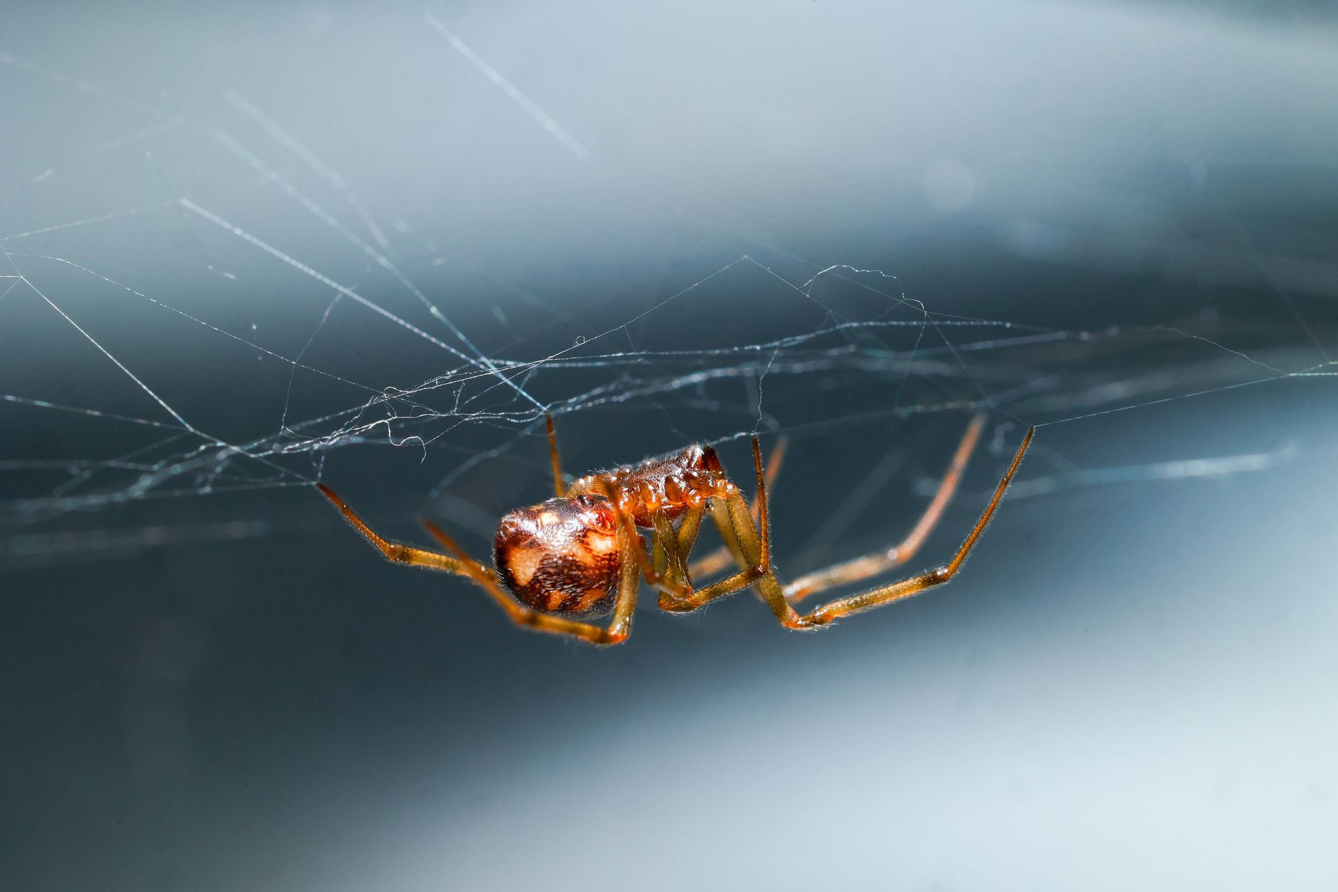 A small spider with a reddish-brown body hangs in its web, set against a blurred blue background.