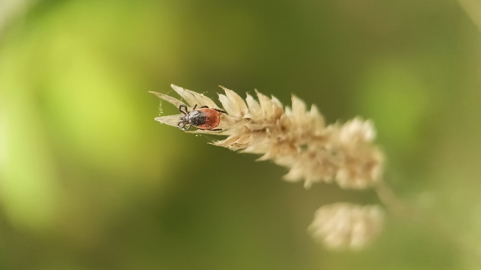 Red and black insect on a dry, spiky plant, blurred green background.