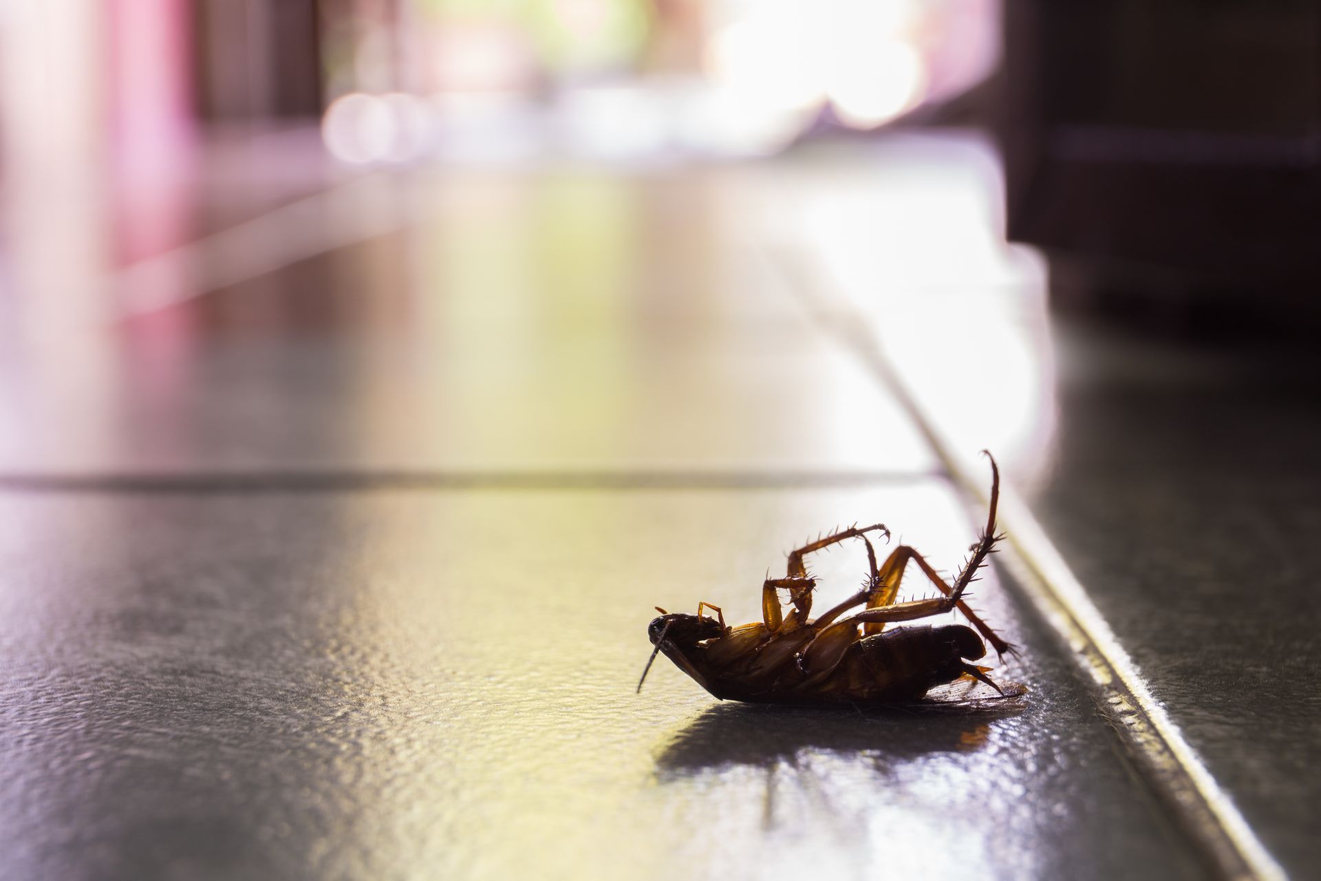 Dead cockroach on its back on a tiled floor.
