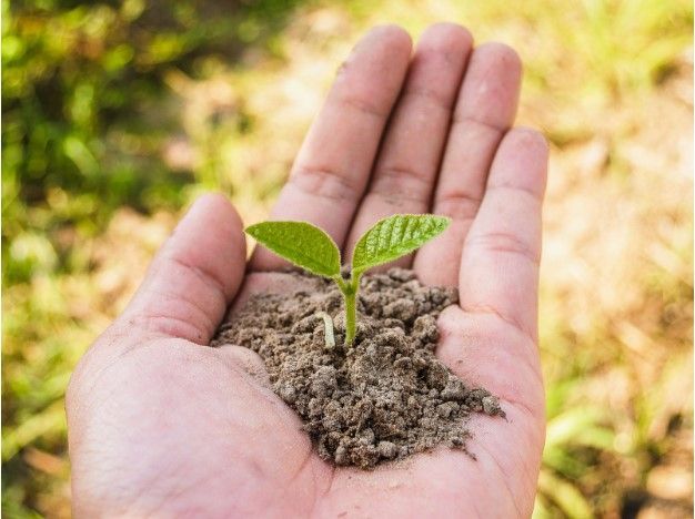 Plant on Hand